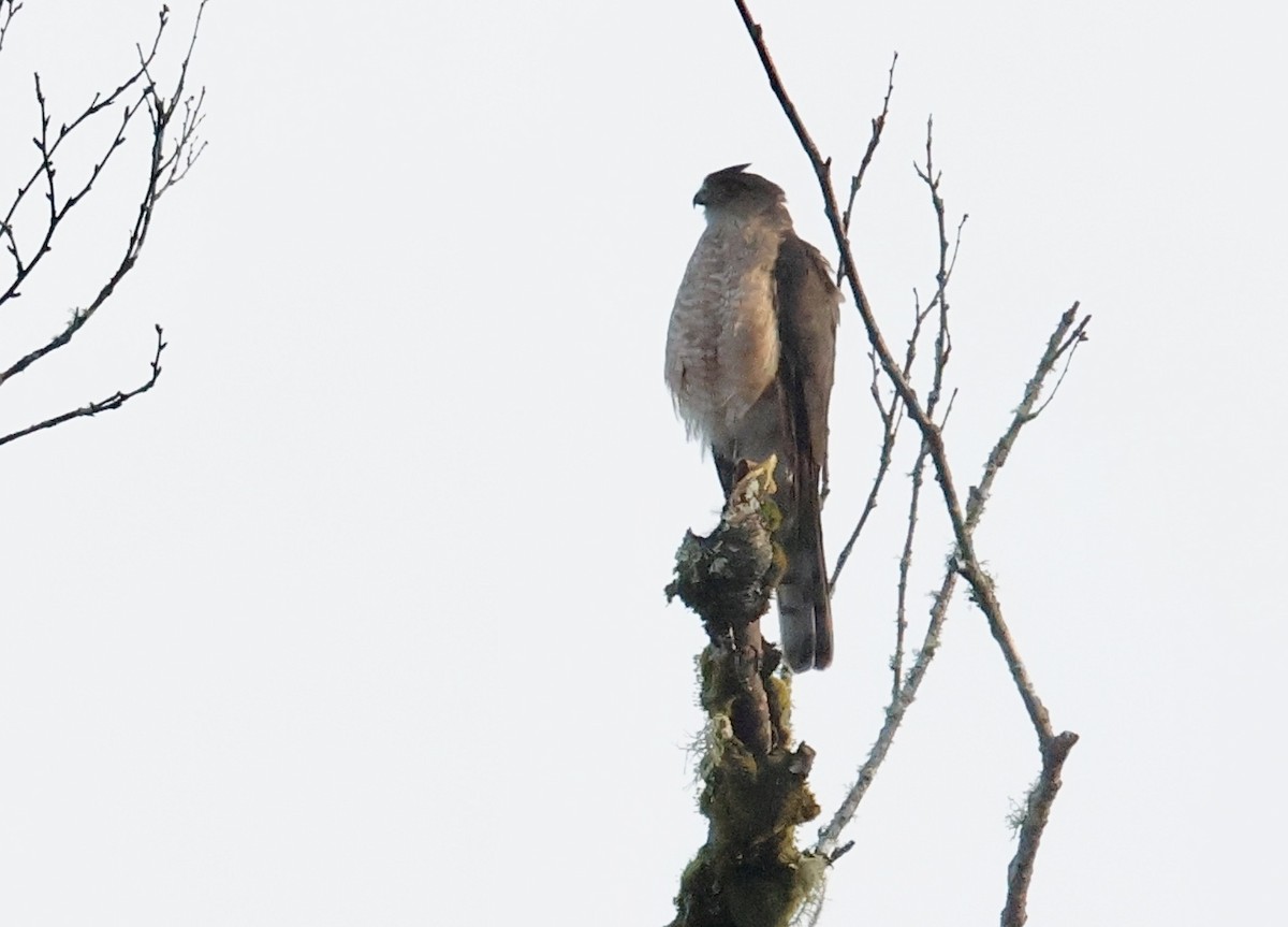 Sharp-shinned Hawk (Northern) - Erik Nielsen