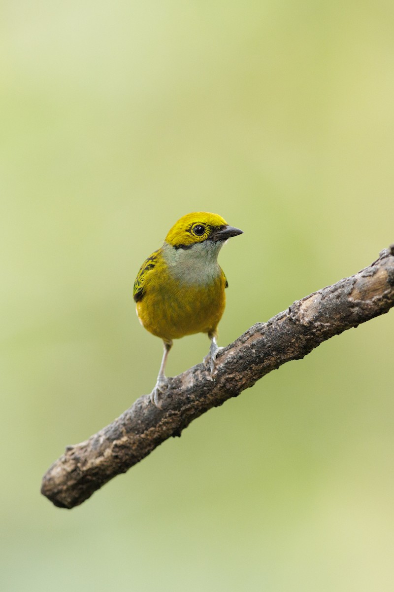 Silver-throated Tanager - ML621398067