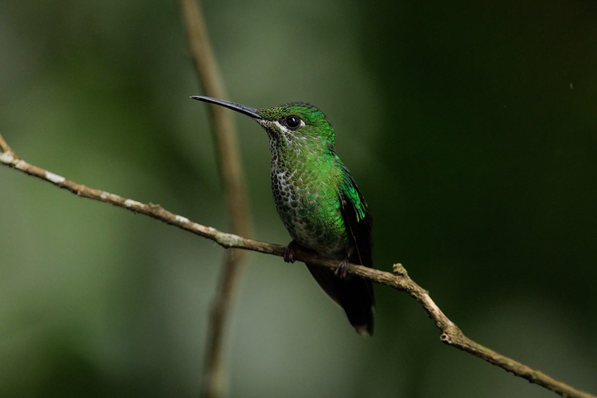 Green-crowned Brilliant - ML621398073