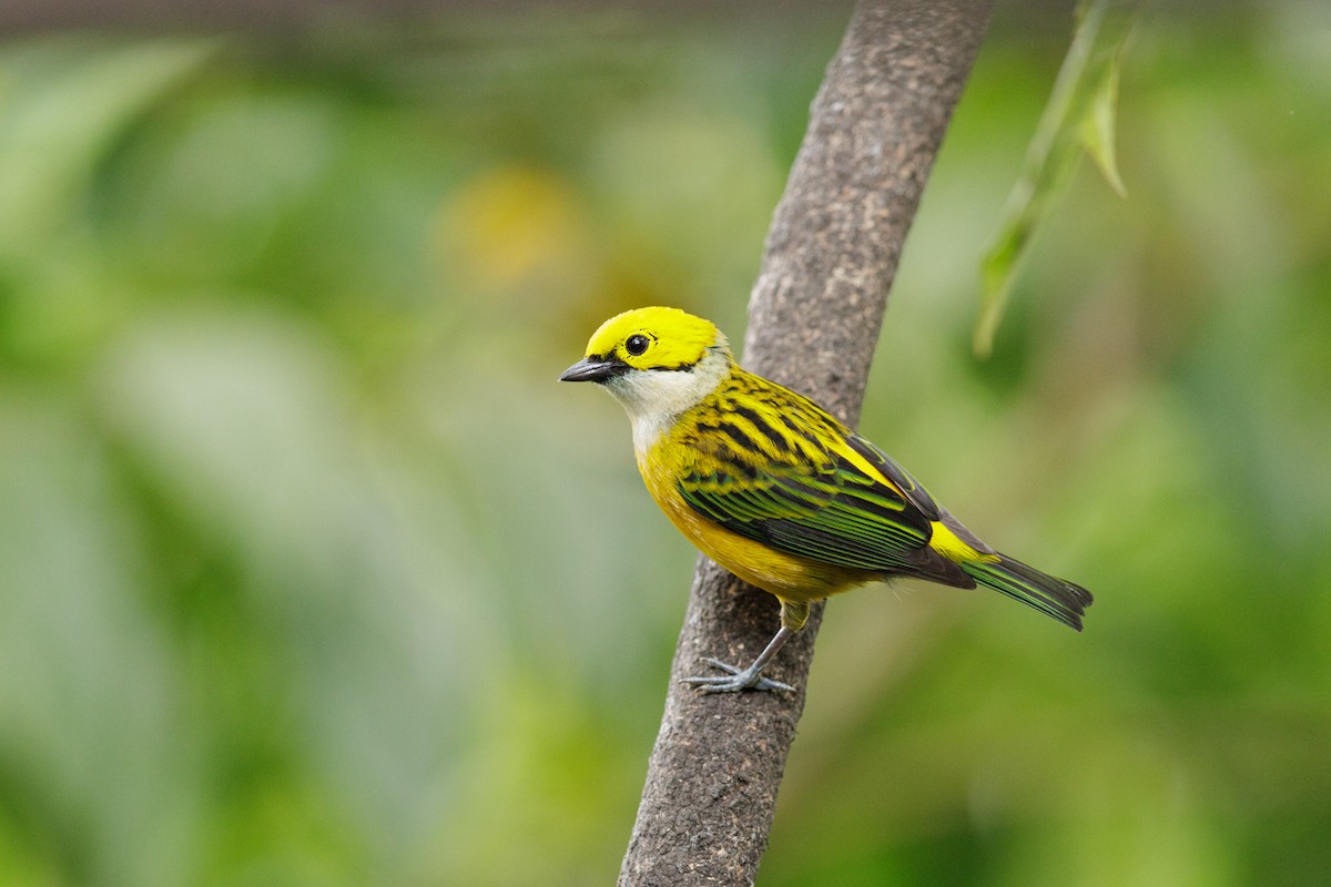 Silver-throated Tanager - ML621398075