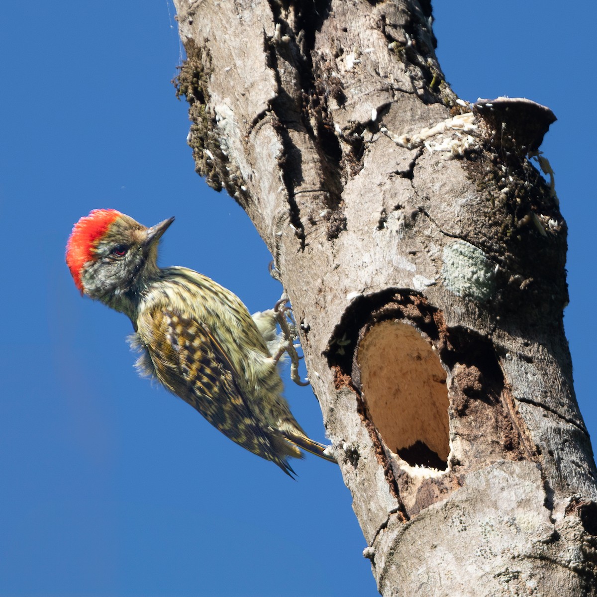 Cardinal Woodpecker - ML621398081