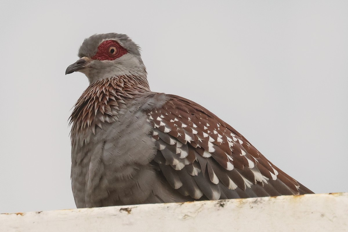 Pigeon roussard - ML621398155