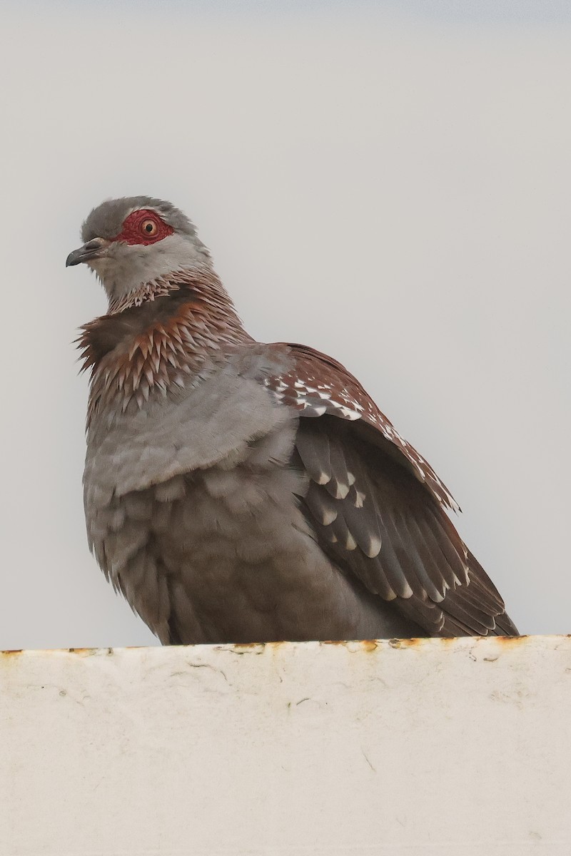 Speckled Pigeon - ML621398156