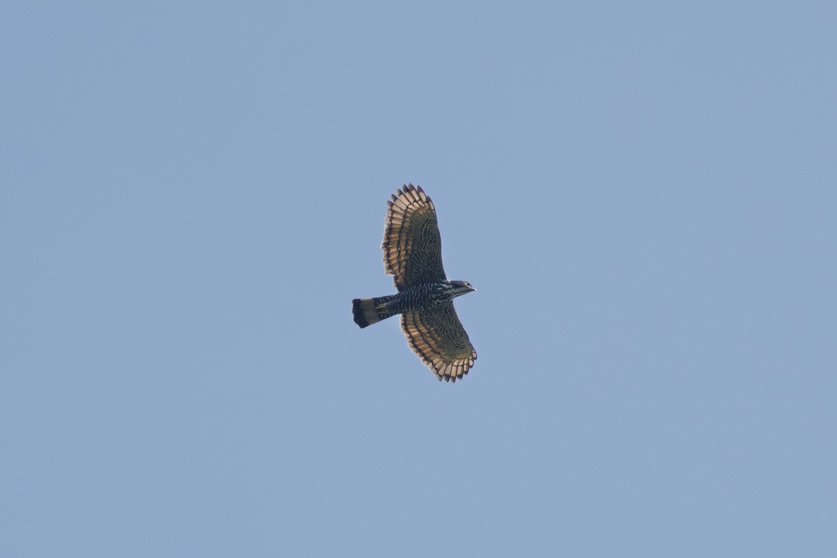 Blyth's Hawk-Eagle - ML621398194