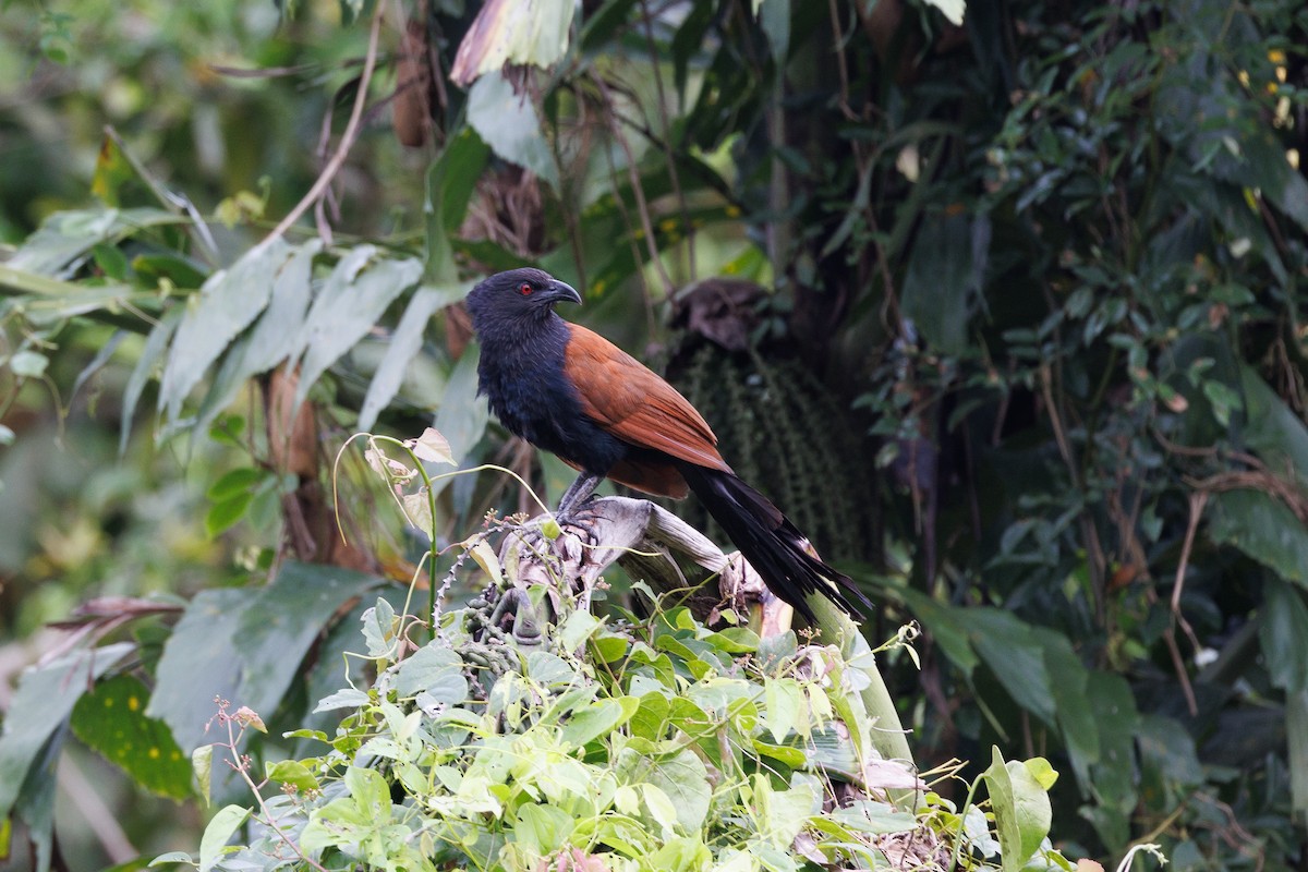 Greater Coucal - ML621398202