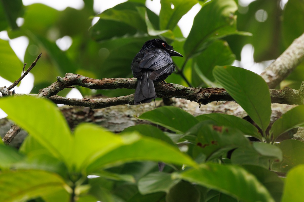 Greater Racket-tailed Drongo - ML621398205