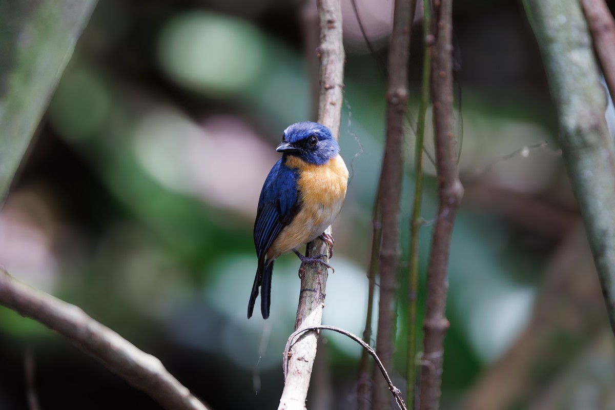 Mangrove Blue Flycatcher - ML621398207