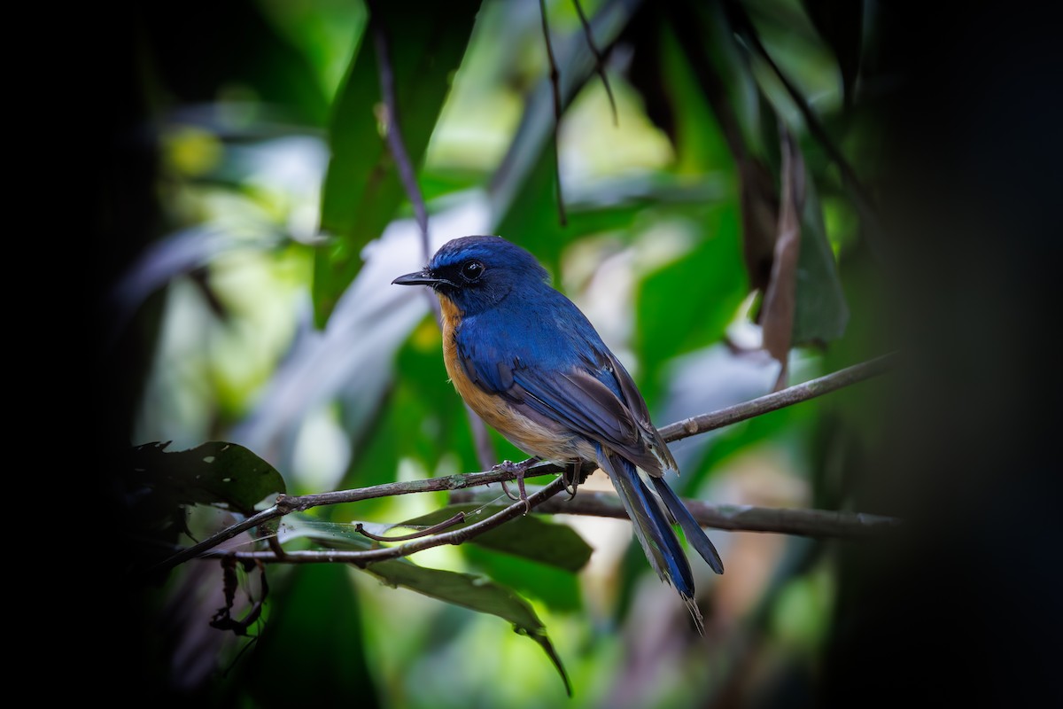 Mangrove Blue Flycatcher - ML621398208
