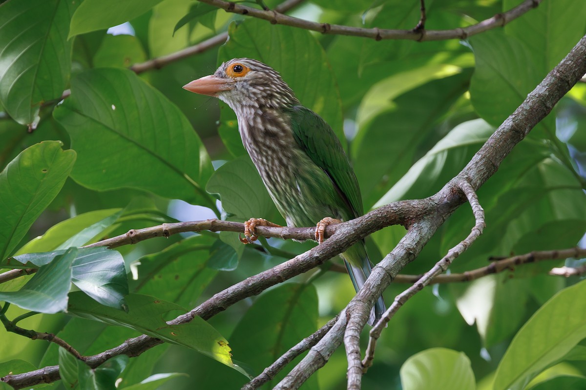 Lineated Barbet - ML621398211