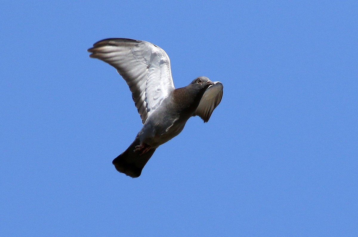 Rock Pigeon (Feral Pigeon) - ML621398246