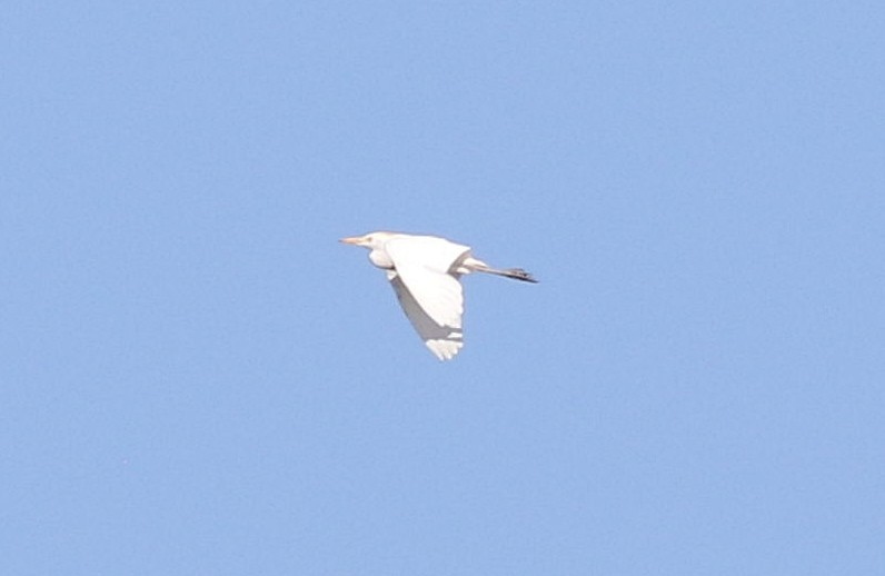 Чапля єгипетська (підвид ibis) - ML621398257