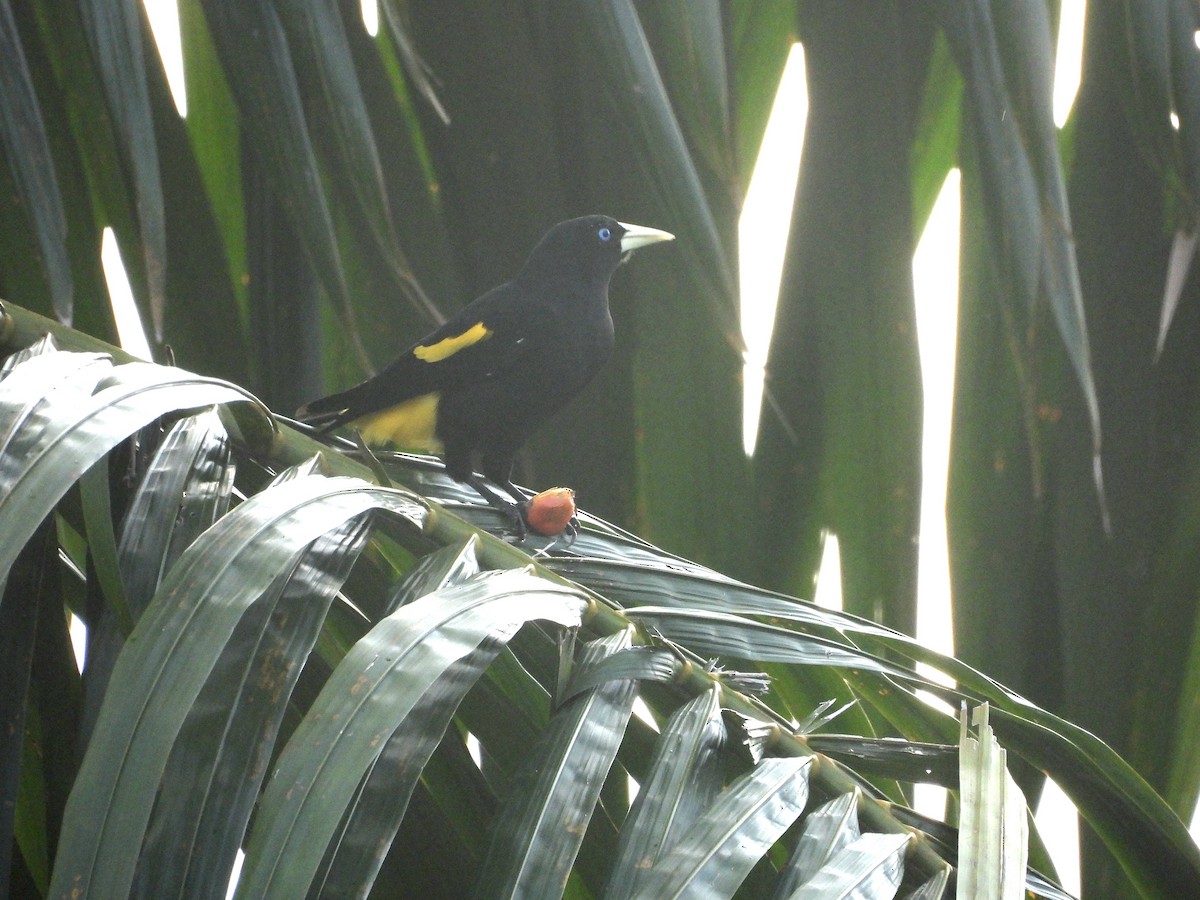 Yellow-rumped Cacique - ML621398267