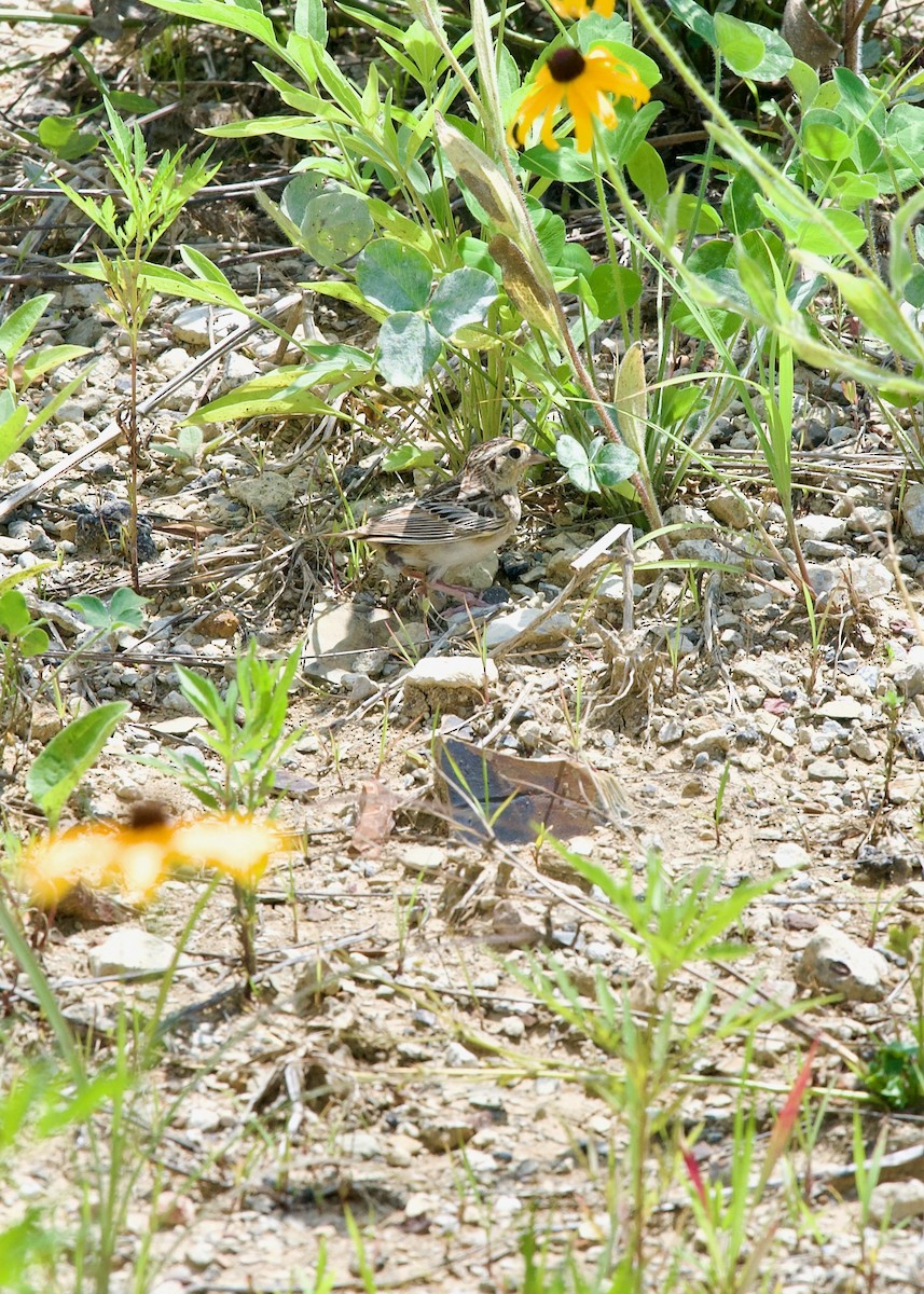 Grasshopper Sparrow - ML621398276
