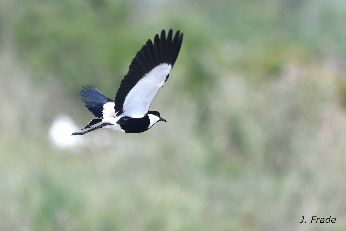Spur-winged Lapwing - ML621398386