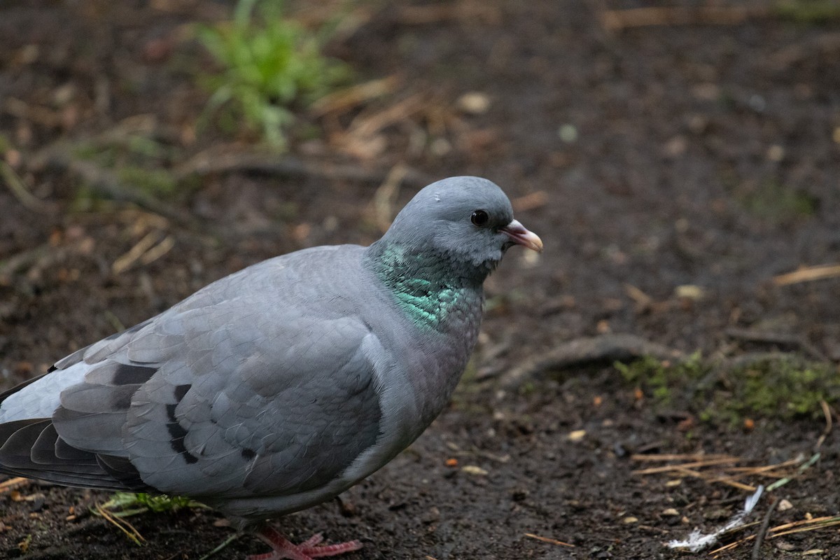 Rock Pigeon (Feral Pigeon) - ML621398393