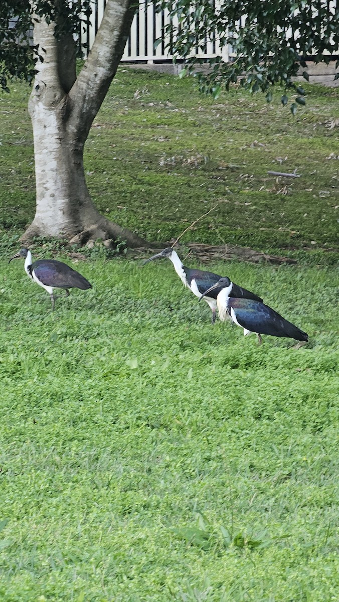 ibis slámokrký - ML621398398