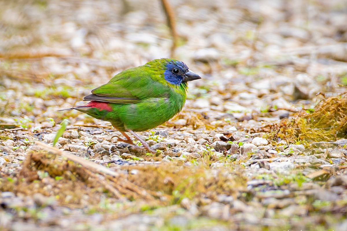 Blue-faced Parrotfinch - ML621398406
