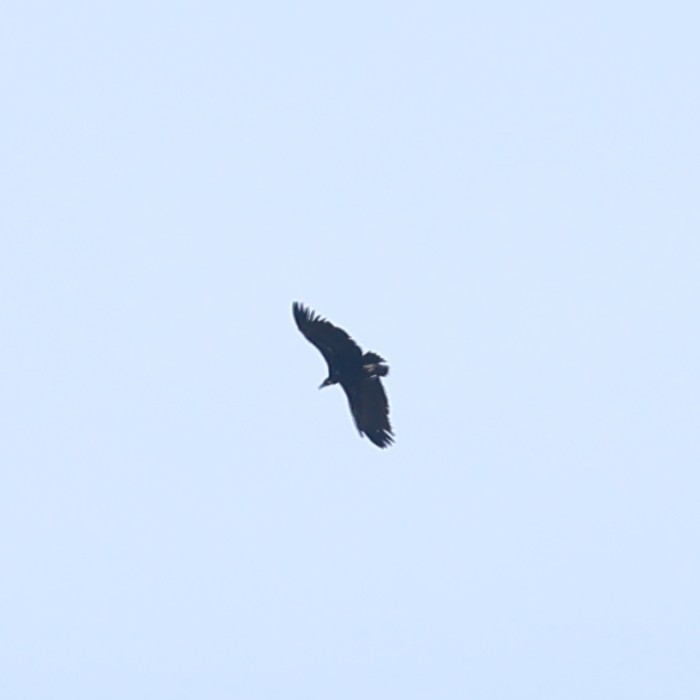 Cinereous Vulture - ML621398413