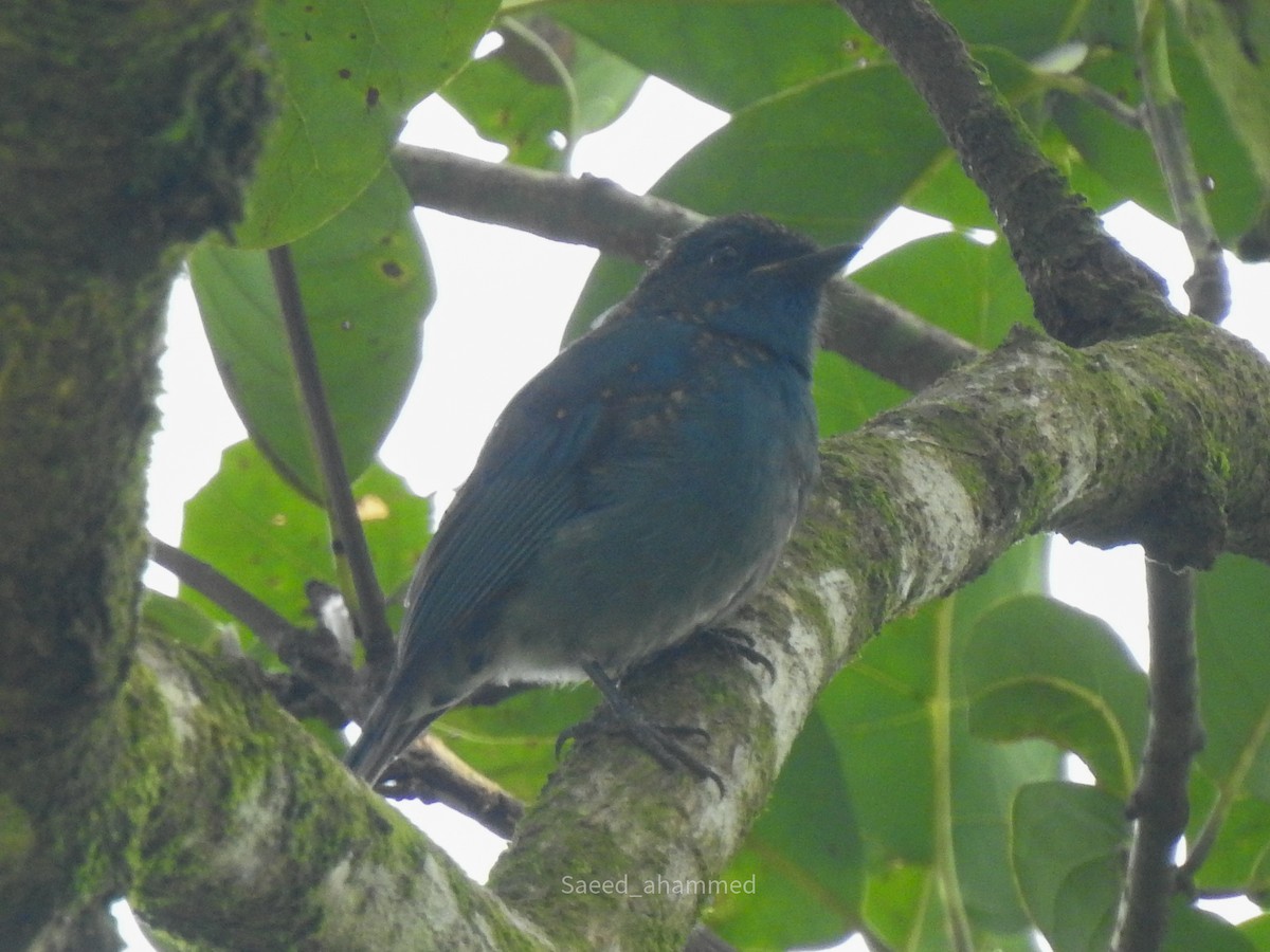 Nilgiri Flycatcher - ML621398437