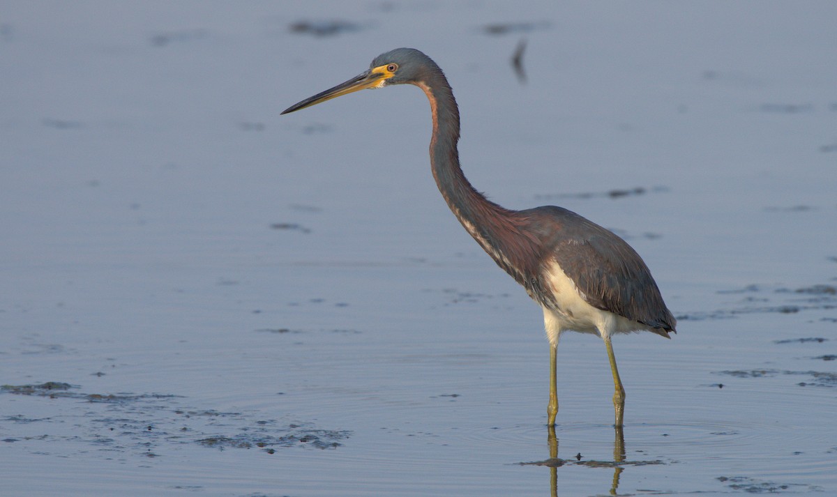 Tricolored Heron - Curtis Marantz