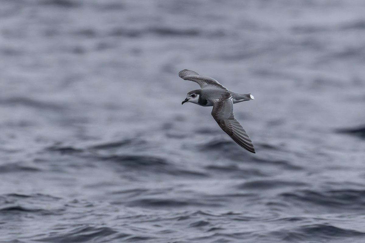 Blue Petrel - ML621398449