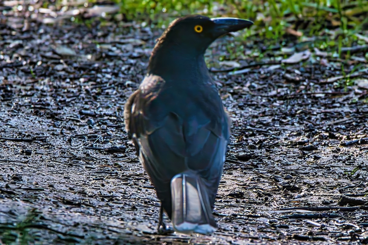 Pied Currawong - ML621398501