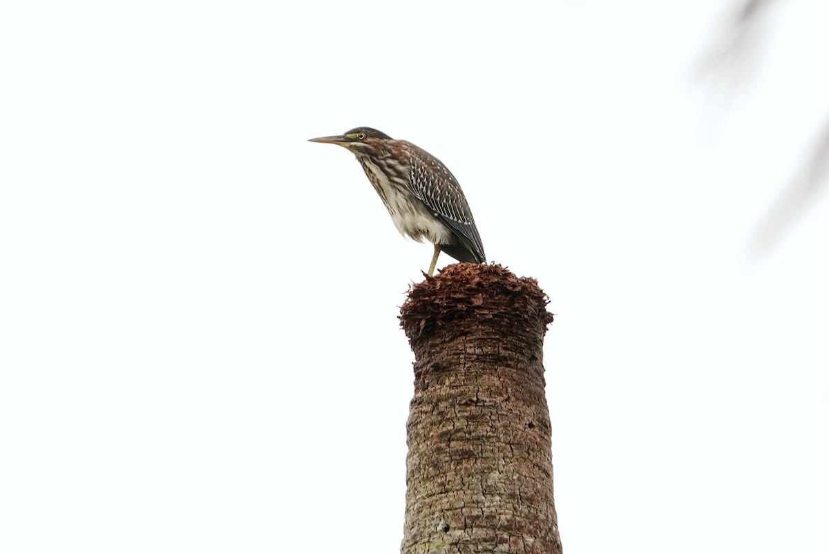 Green Heron - ML621398511