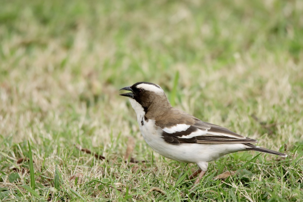 White-browed Sparrow-Weaver - ML621398516