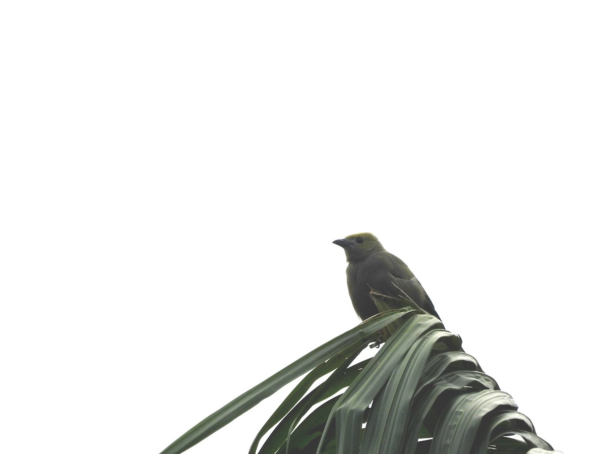 Palm Tanager - ML621398535