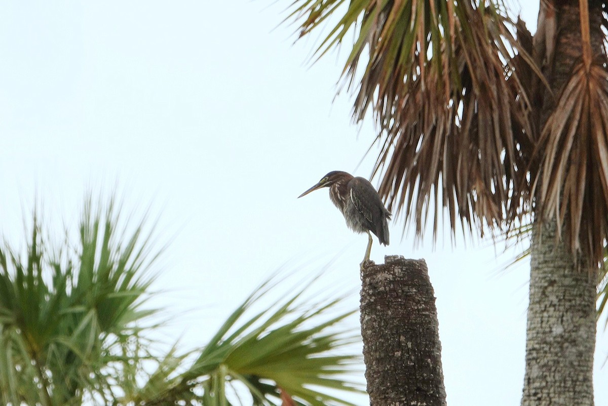 Green Heron - ML621398538