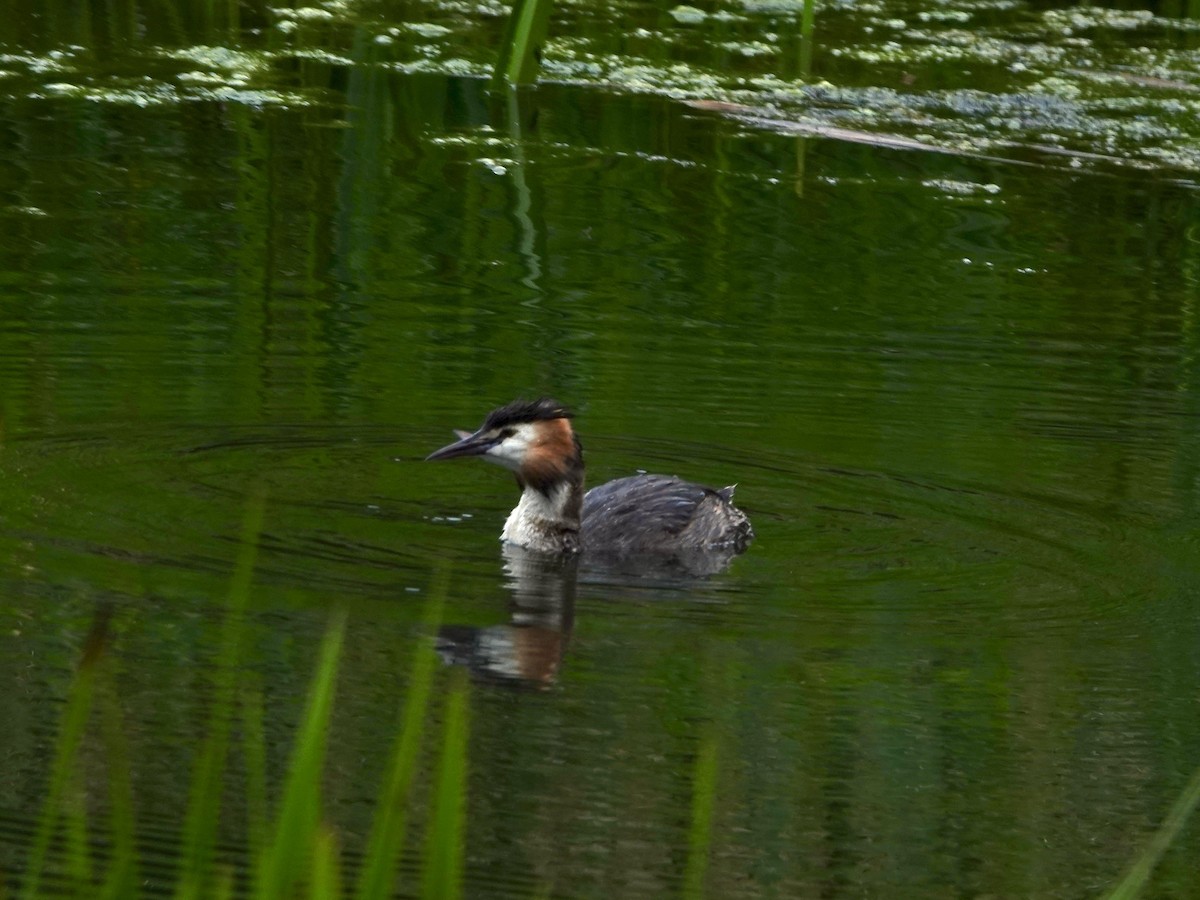 Great Crested Grebe - ML621398583