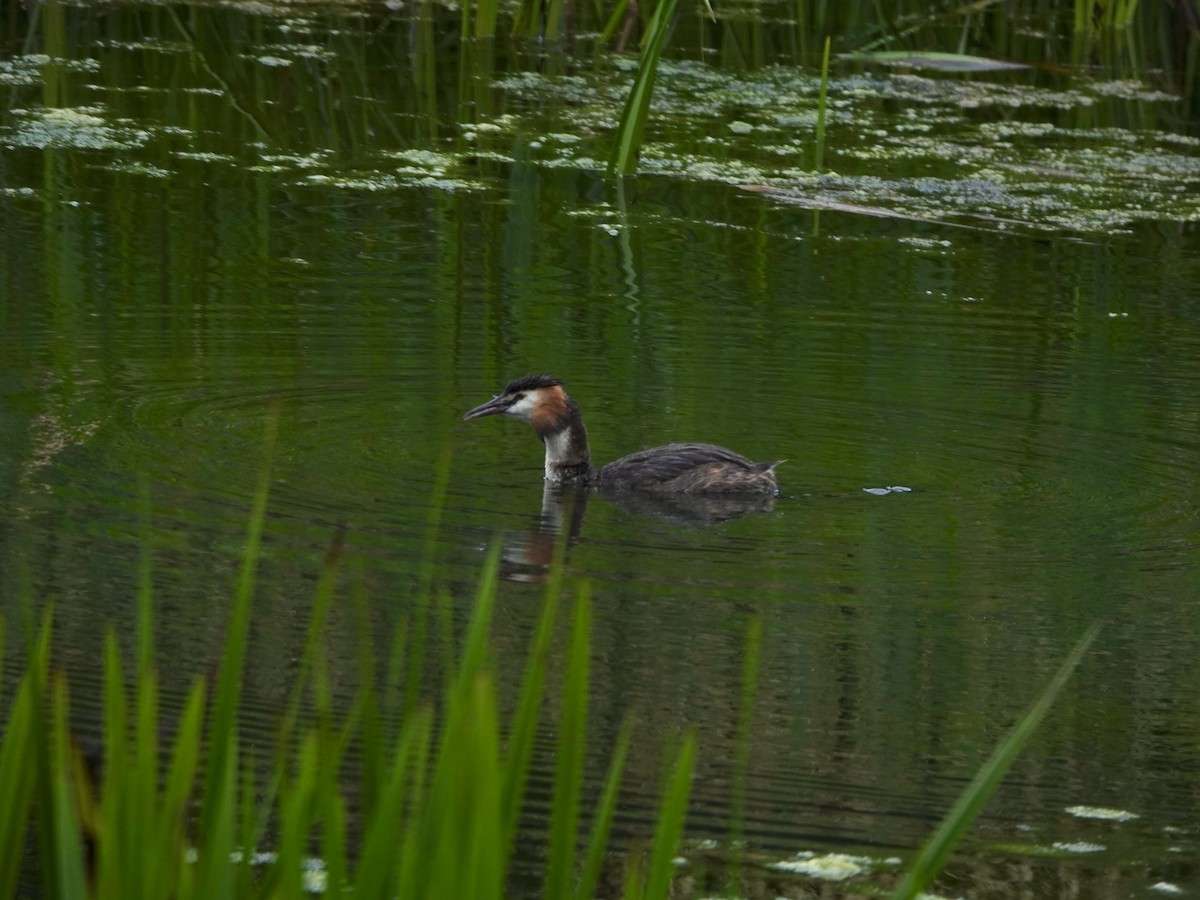 Great Crested Grebe - ML621398584