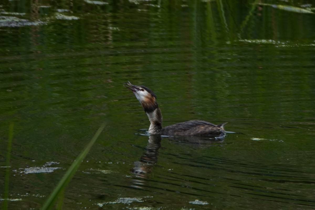 Great Crested Grebe - ML621398585