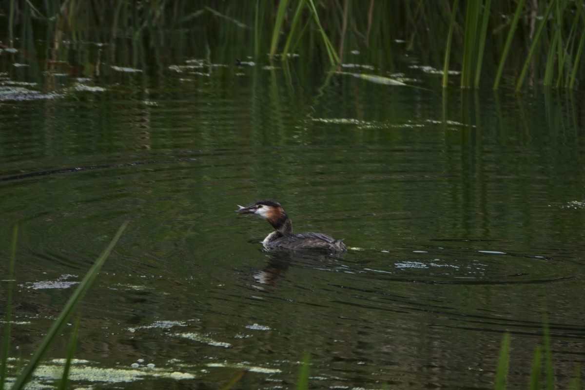 Great Crested Grebe - ML621398586