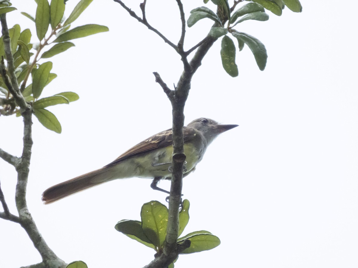 Great Crested Flycatcher - ML621398595