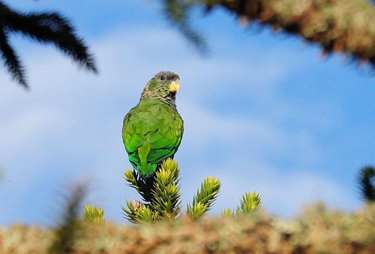 Scaly-headed Parrot - ML621398618