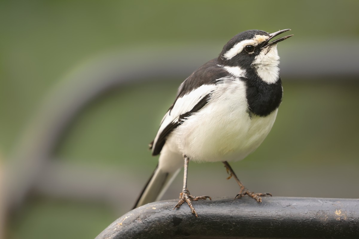 African Pied Wagtail - ML621398635