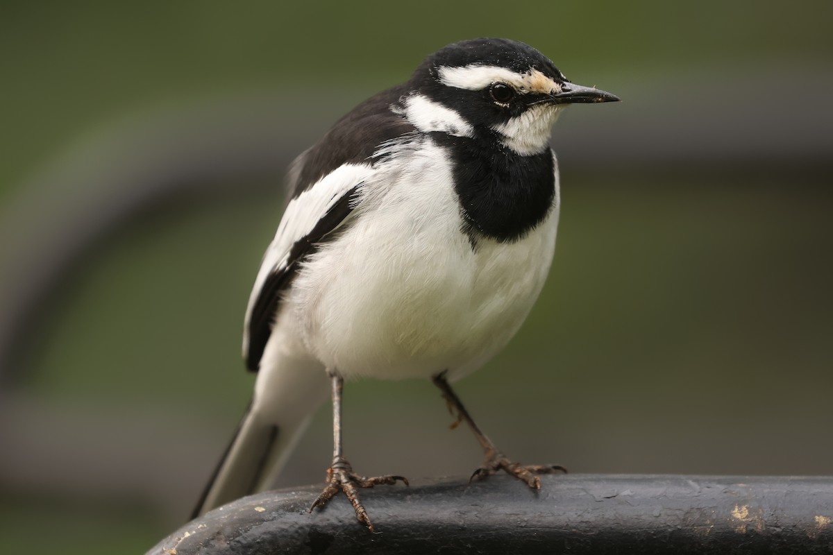 African Pied Wagtail - ML621398636