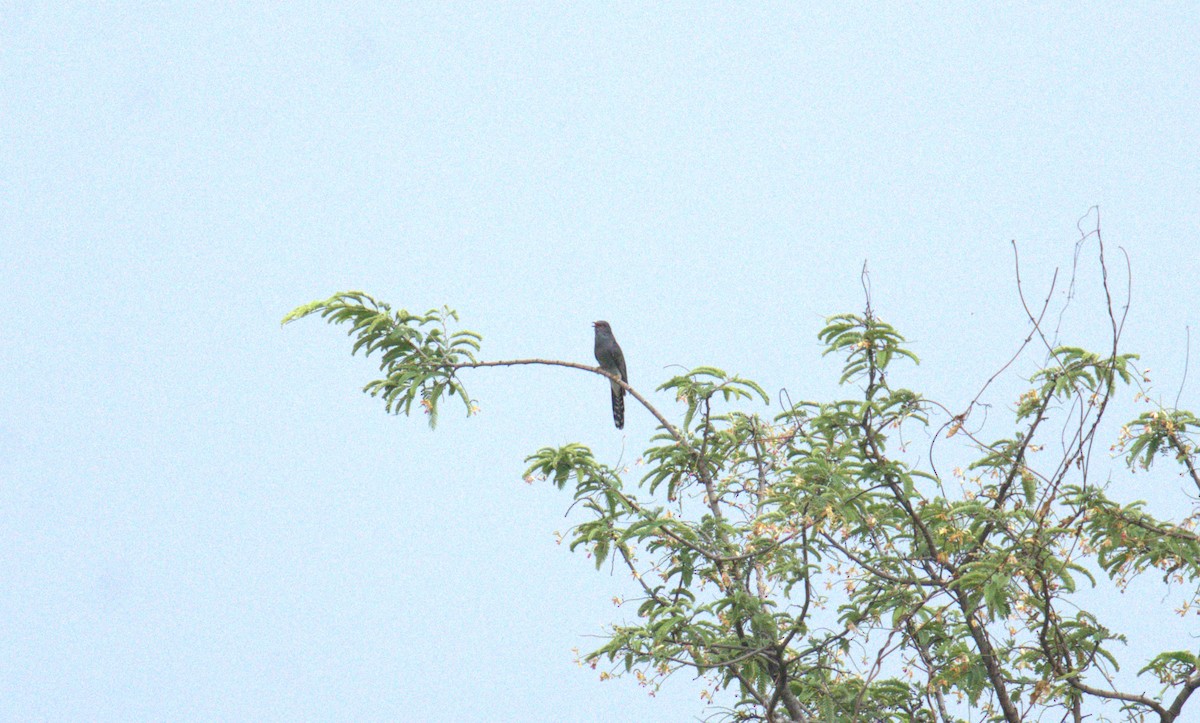 Gray-bellied Cuckoo - ML621398643