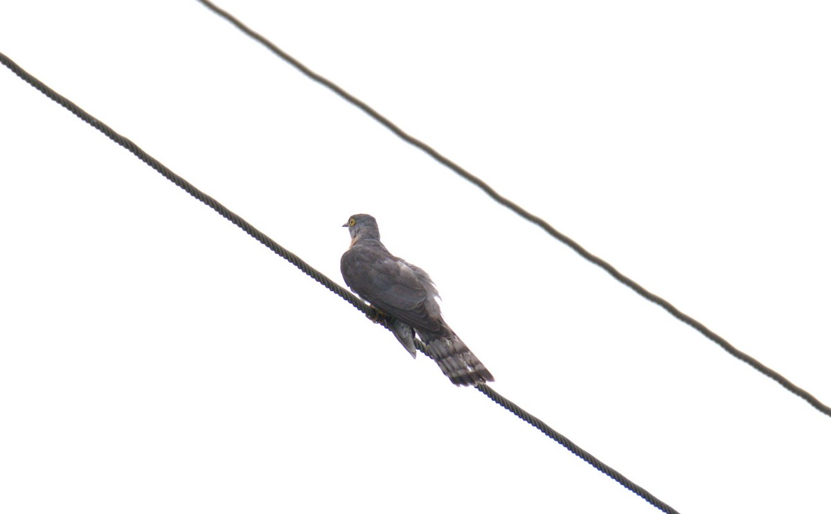 Common Hawk-Cuckoo - ML621398646
