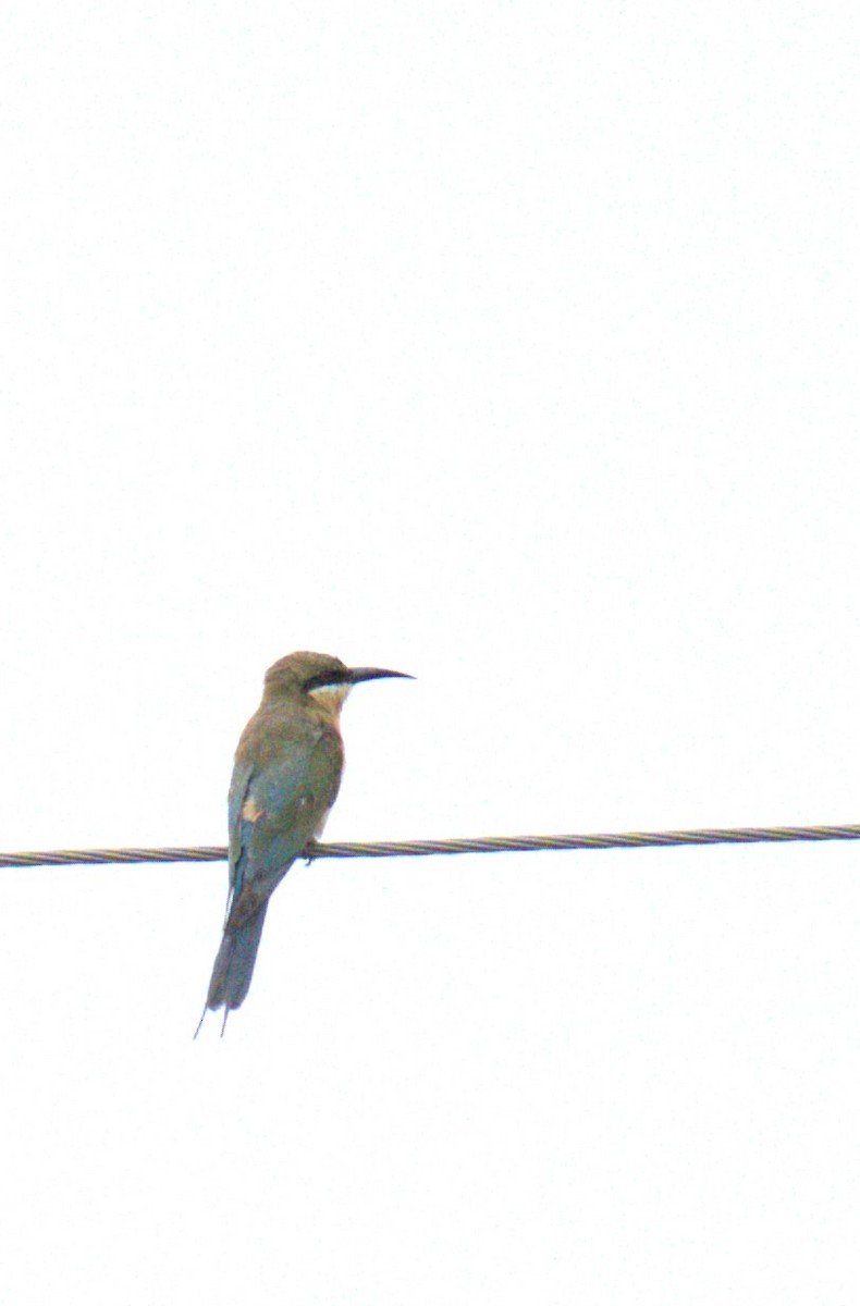 Blue-tailed Bee-eater - ML621398659