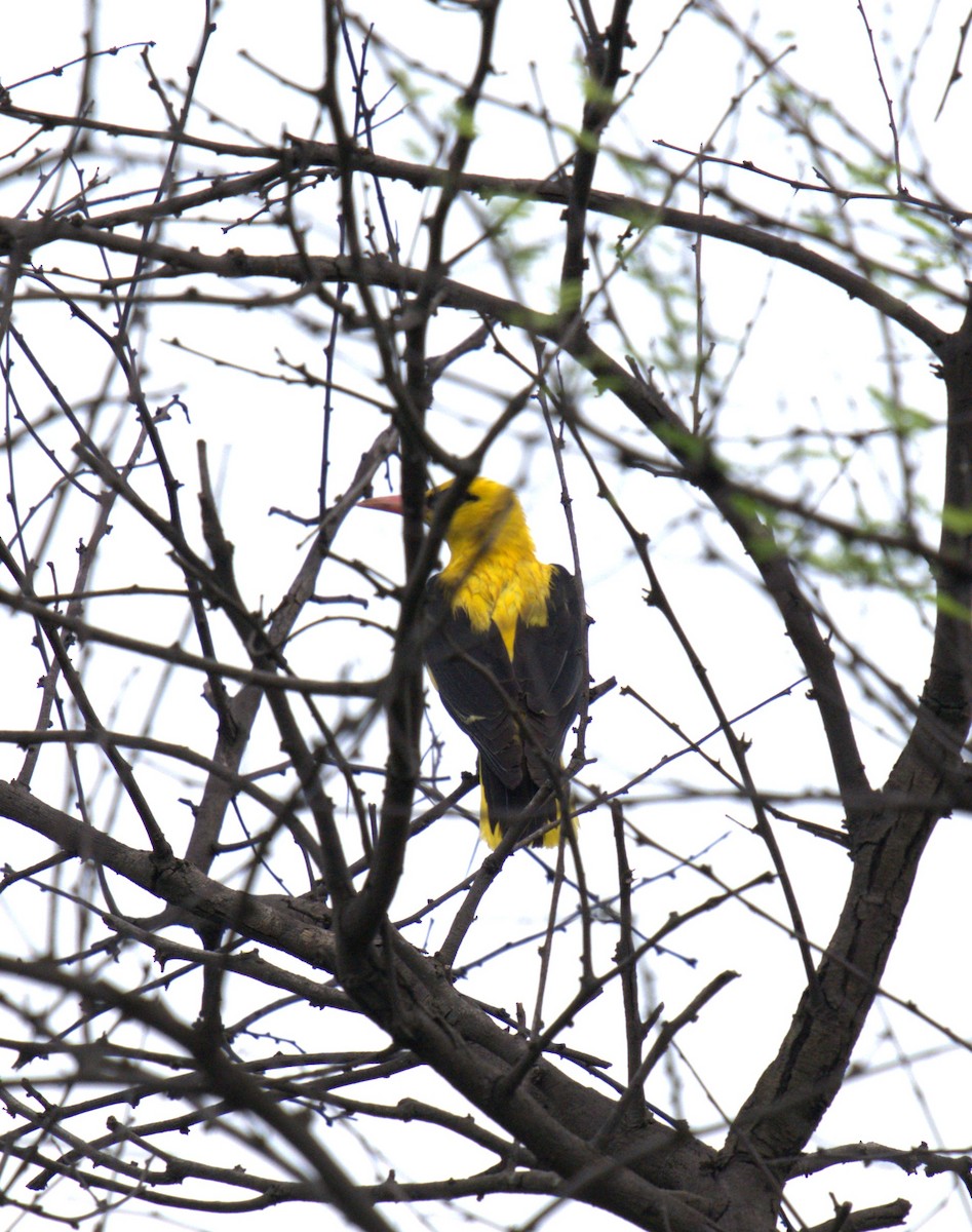 Indian Golden Oriole - ML621398663