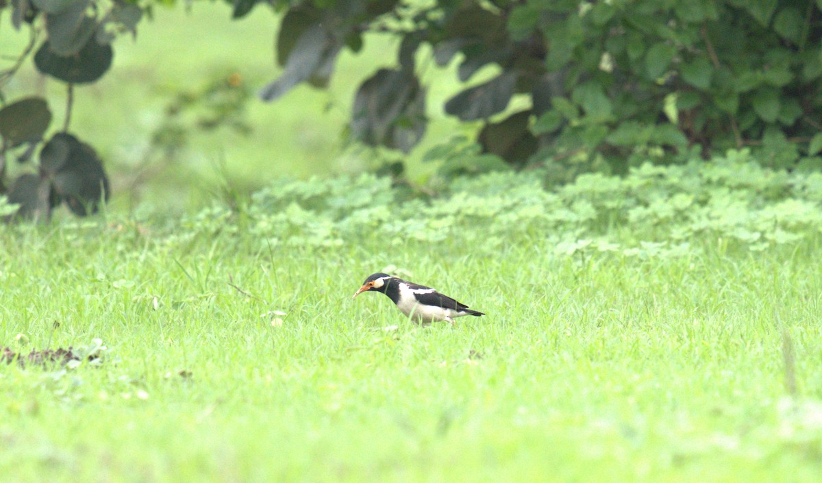 Indian Pied Starling - ML621398675