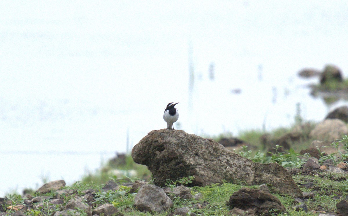 White-browed Wagtail - ML621398676