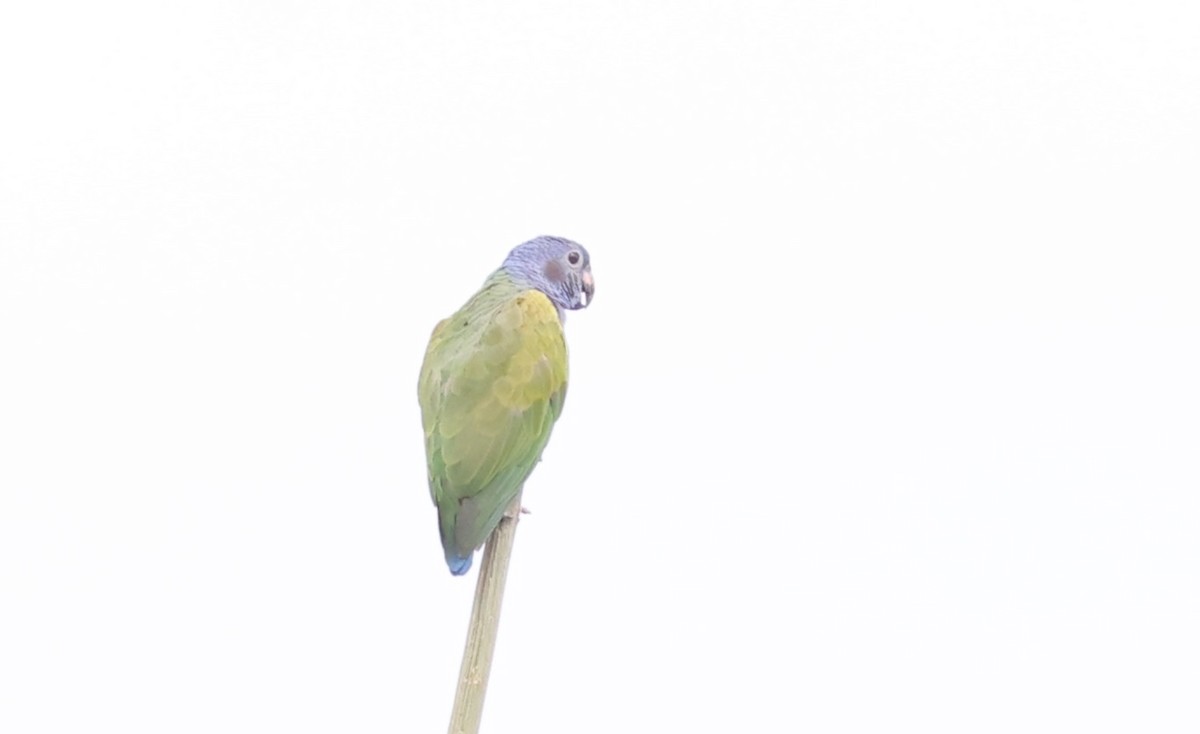 Blue-headed Parrot - ML621398681