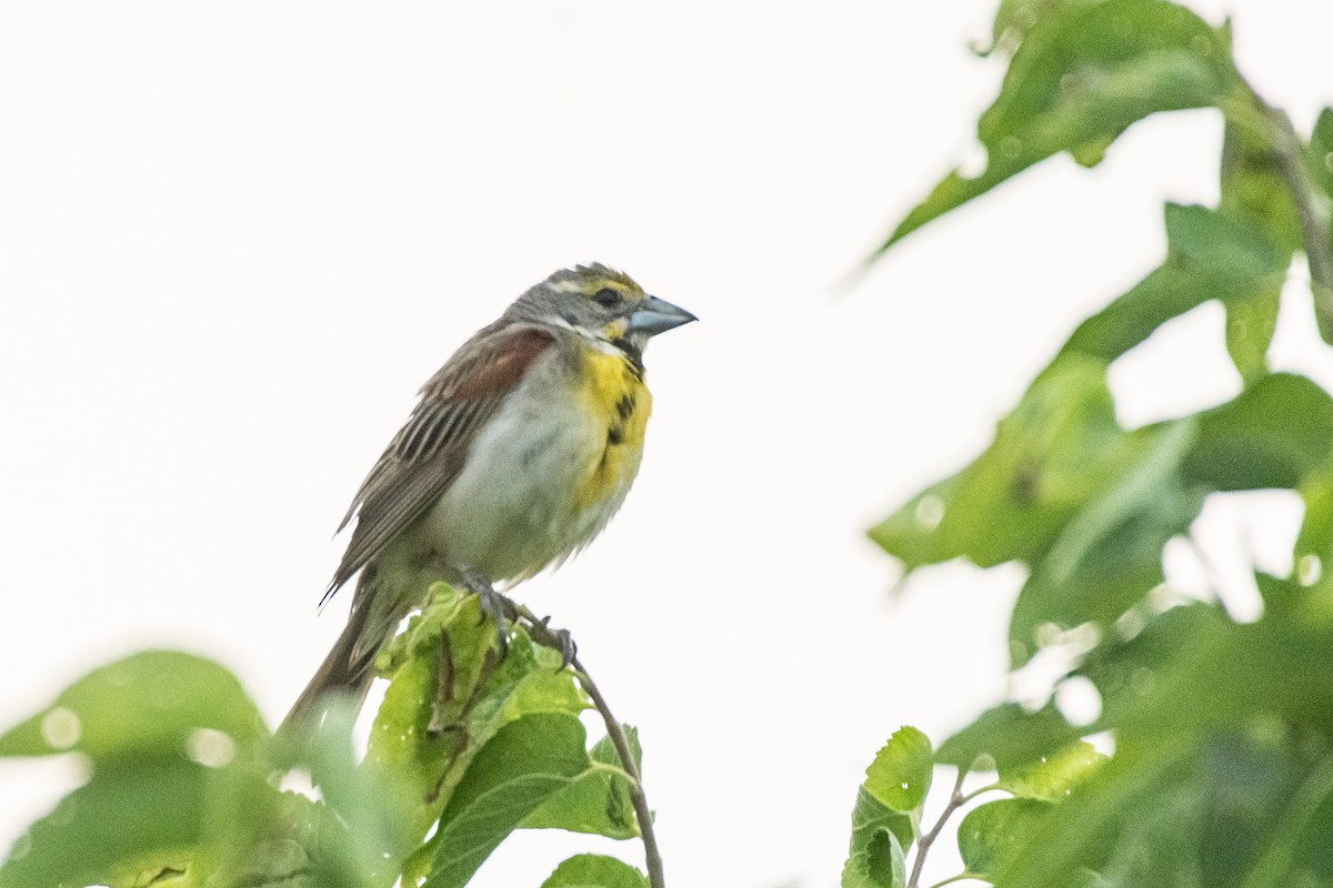 Dickcissel - ML621398759