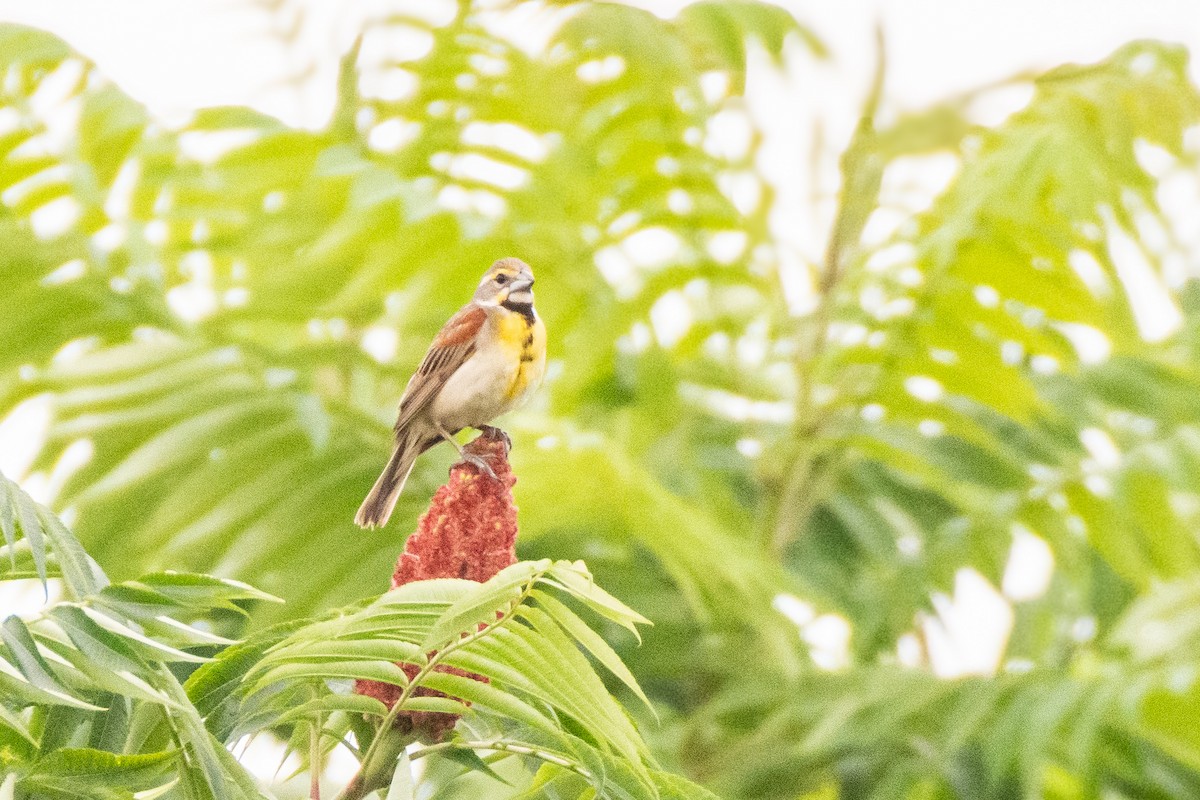 Dickcissel - ML621398760