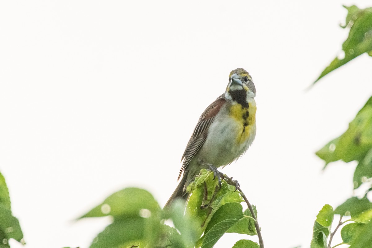 Dickcissel - ML621398761