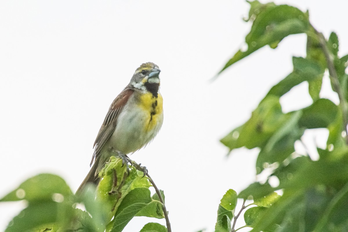 Dickcissel - ML621398762