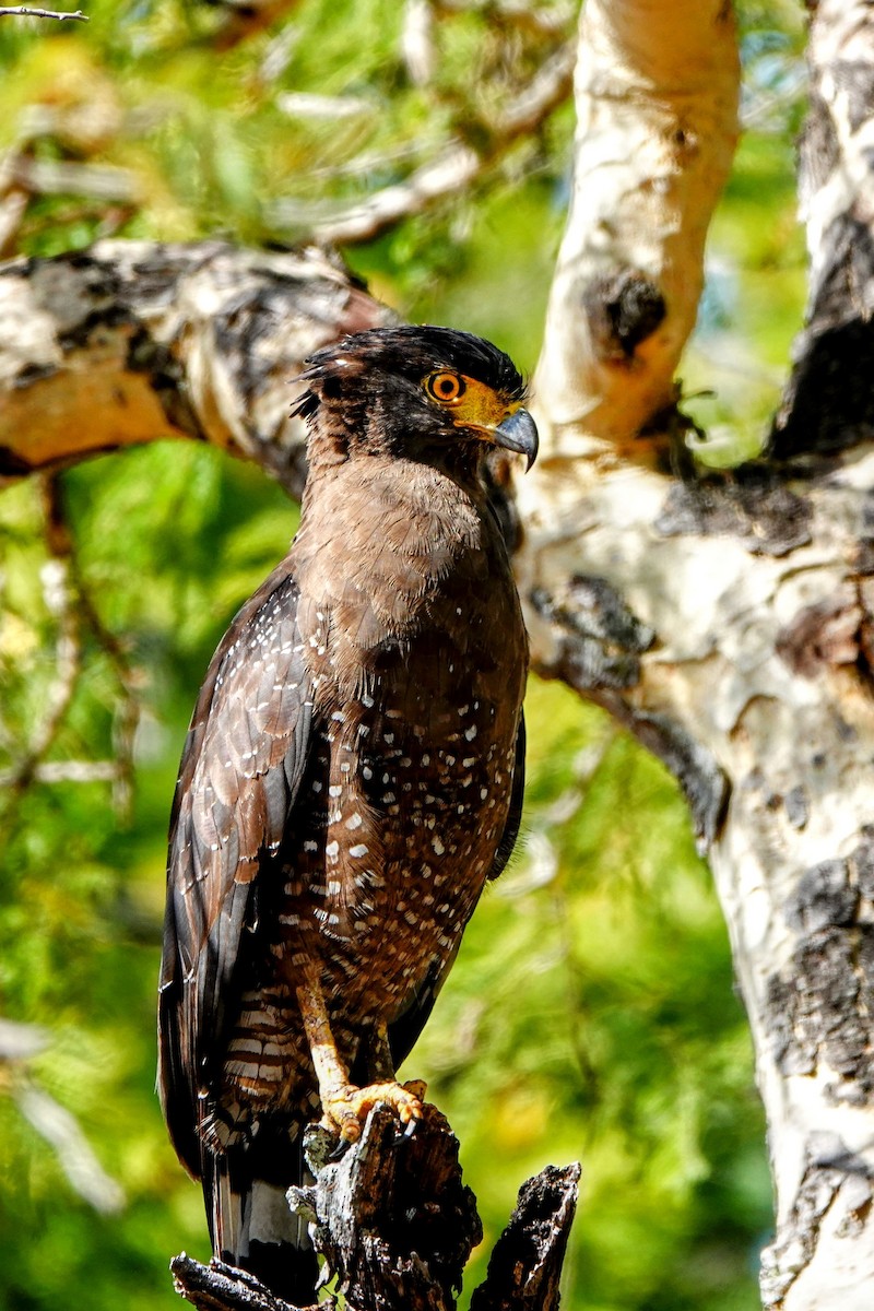 Crested Serpent-Eagle - ML621398763